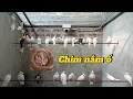 Download Lagu Chim nằm ổ