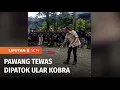 Download Lagu Pawang Tewas Dipatuk Ular Kobra | Liputan 6