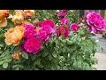 Download Lagu My top 10 best performing David Austin rose 2025