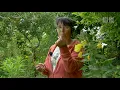 Download Lagu Conversas nos Jardins — Fernanda Botelho no Jardim Biodiverso