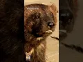 Download Lagu Wolverine Hewan Kecil Namun Berani dan Sangat Rakus @BelajarBersamaMutiara