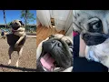 Only Pugs Make You Laugh Like That FUNNY PUGS COMPILATION