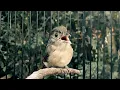 Download Lagu Suara Burung Flamboyan Ribut Untuk Pancingan Burung