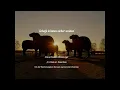 Download Lagu 'Schafe können sicher weiden' J. S. Bach arr. Bram Bruin. | Gert-Jan Westerhof orgel.