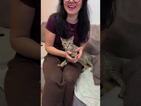 СТРИГУ КОГТИ СОСЕДСКОЙ КОШКЕ
