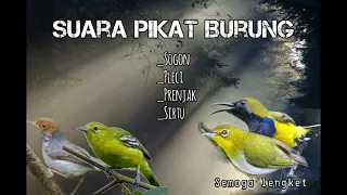 Download suara pikat burung kecil. sogon,sirtu,prenjak,pleci,dll dijamin dapat MP3