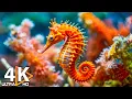 Download Lagu Aquarium 4K (ULTRA HD) 🐠 Kleurrijke koraalrifvissen en kwallen - Ontspannende slaapmuziek #2