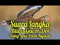 Download Lagu MASTERAN BLIBIS GACOR Nrecet Panjang Suara Jernih