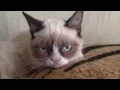 Video di Do not disturb Grumpy Cat!
