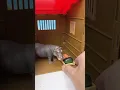 Download Lagu Satisfying Review Miniature Animal Toys playset | ASMR Video #asmrvideo