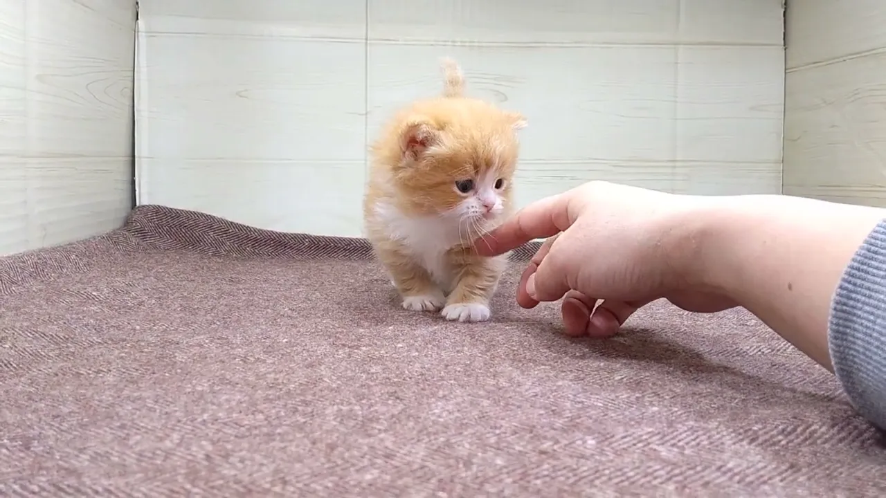 動画