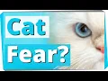 Download Lagu What causes a fear of cats? (Ailurophobia)