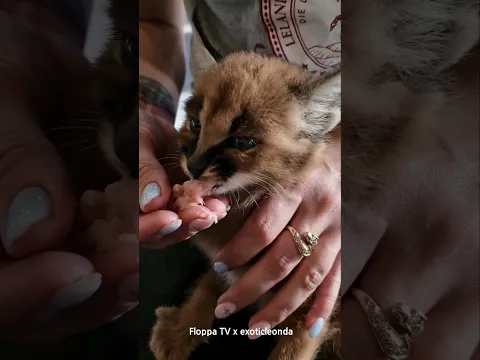 Baby Floppa is Eating Meat #caracal