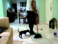 Download Lagu Varrendo e comentando sobre os gemidos do andar de cima