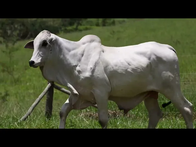 Touro Nelore ACSM - 231