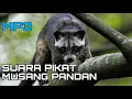 Suara pikat musang pandan,,  100% ampuh