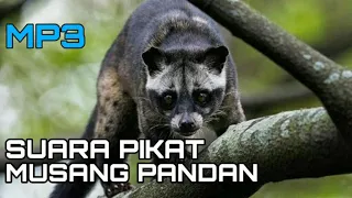 Download Suara pikat musang pandan,,  100% ampuh MP3