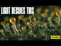 The Autoflower Light Schedule War Is Over We Found the Gene