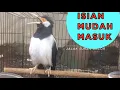 Download Lagu Pancingan dan Masteran Jalak Suren Jantan Jawa Gacor Full Isian Komplit