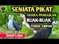 Download Lagu 🔴 SUARA PIKAT BURUNG RUAK RUAK PALING AMPUH SUARA JERNIH DAN KERAS