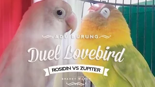 Download Rosidin VS Zupiter | Duel Lovebird Konslet Gacor Durasi Panjang MP3