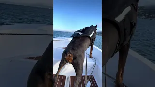 Salty girl  😂  !! #fyp #dream #youtube #pets #doberman