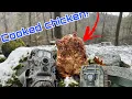 I left a cooked chicken in the woods for three days and this is what ate it