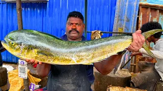 Kasimedu speed Selvam mahi Mahi parla fish #kasimeduselvam #bigfish
