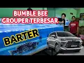 BARTER IKAN BUMBLE BEE GROUPER MONSTER DENGAN TOYOTA AVANZA VELOZ - GANAS DAN SERU SAAT FEEDING
