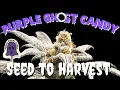 Download Lagu Purple Ghost Candy in Deep Water Culture (Seed to Harvest)