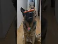 Download Lagu Does lholo deserve a like 👍  🤔 #shortsfeed #germanshepherd #dog #viralshort