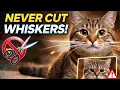 NEVER Cut Your Cat s Whiskers The Hidden Superpower