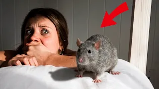 I Have a RAT Problem