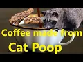 Download Lagu Kopi Luwak- Coffee make from Cat Faeces - The World Most Expensive Coffee