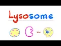 The Lysosome - Lord of Destruction