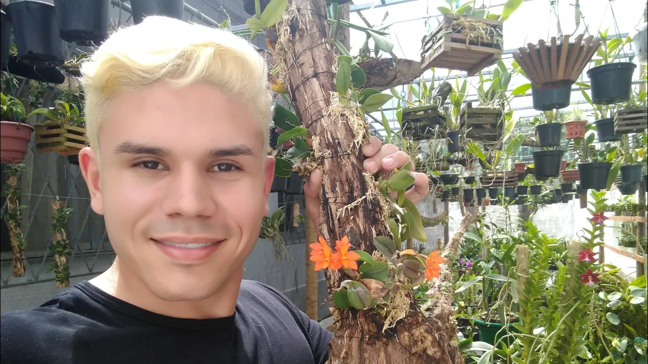 COMO CULTIVAR ORQUÍDEAS MEU INÍCIO