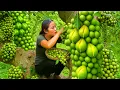 Download Lagu Harvest Giant figs on hot sunny day to sell \u0026 Cook Yummy food with single mom