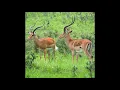 Download Lagu Impala Sebanani