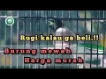 Download Lagu Cara saya merawat burung Tali Pocong || Seriwang Nusa Tenggara (Terpsiphone floris)