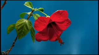 فيروز  يازهر الرمان دندنها