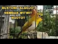 Download Lagu PLECI BUXTONI \