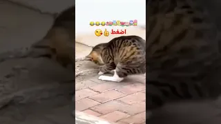 قط يصطاد فأر بطريقة ذكية ومضحكة Shorts 