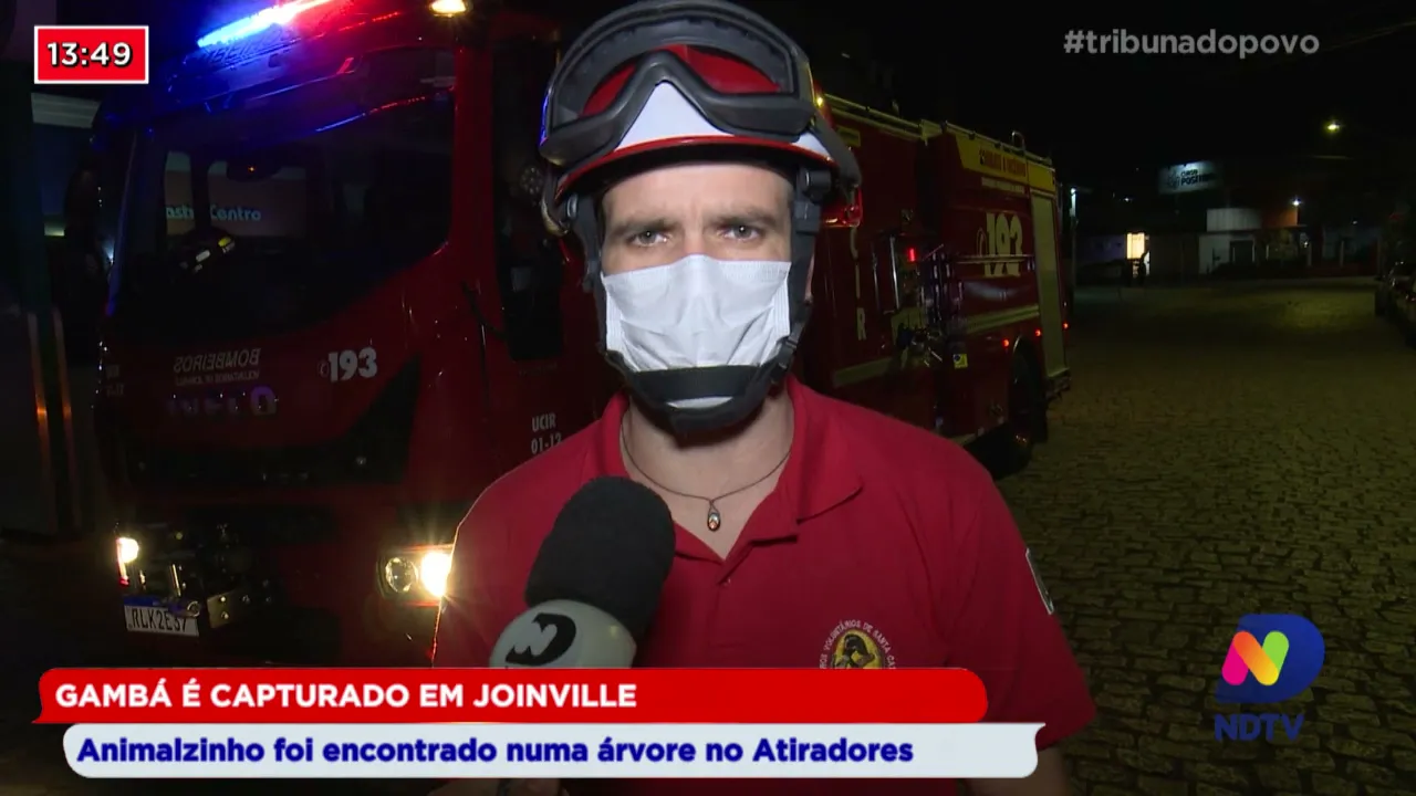 Gambá é capturado em Joinville: Animalzinho foi encontrado numa árvore no bairro Atiradores