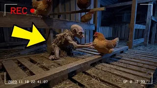 BRUTALES IMÁGENES de Duendes atrapando Gallinas Laguna Negra