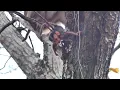 Download Lagu Baby Monkey Fell From High Tree