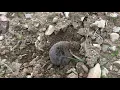 A mole digging a hole cauught on camera