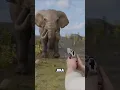 Download Lagu Apakah pistol dapat membunuh seekor gajah? #youtubeshorts #viralvideo #fyp