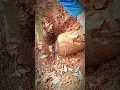 Download Lagu 👉 Fast Cassava Cutting in Farm 🌿 | Natural Life Skills #Cassava #Shorts