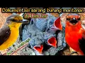 dokumentasi sarang burung mantenan dialam liar||satu sarang ada tiga anakannya.
