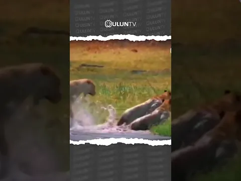 Crocodile attacks lion #uluntv #wildlife #wildtv #short